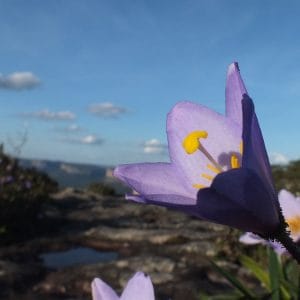 flora-local flora-local